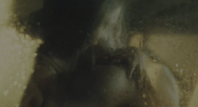 漫威[蜘蛛女]主演的HBO超人气青少年影集黄爆剧《亢奋》-老王资源部落